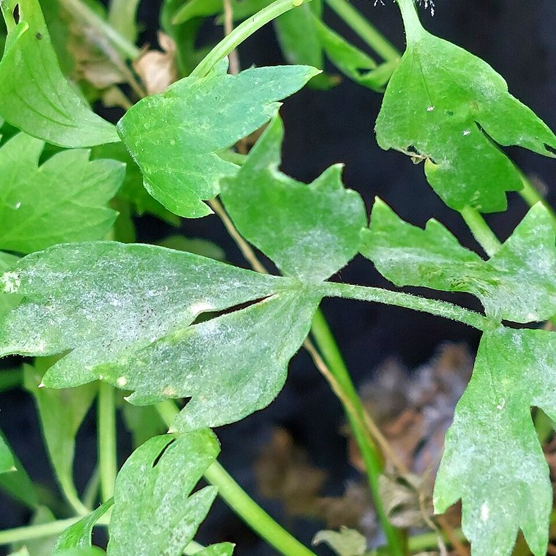 Lovage