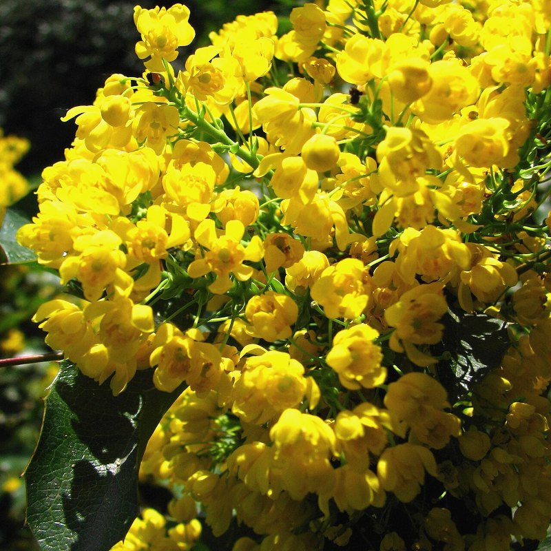 Mahonia (Charity)