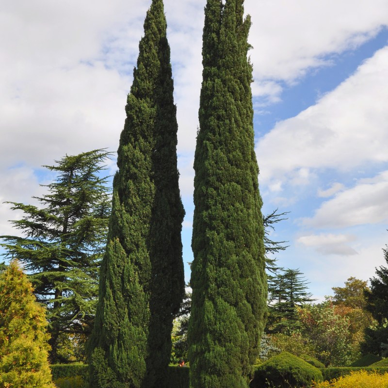 Mediterranean Cypress