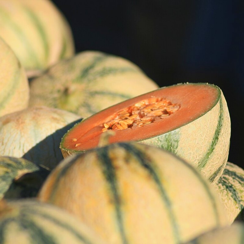 Melon (Charentais)