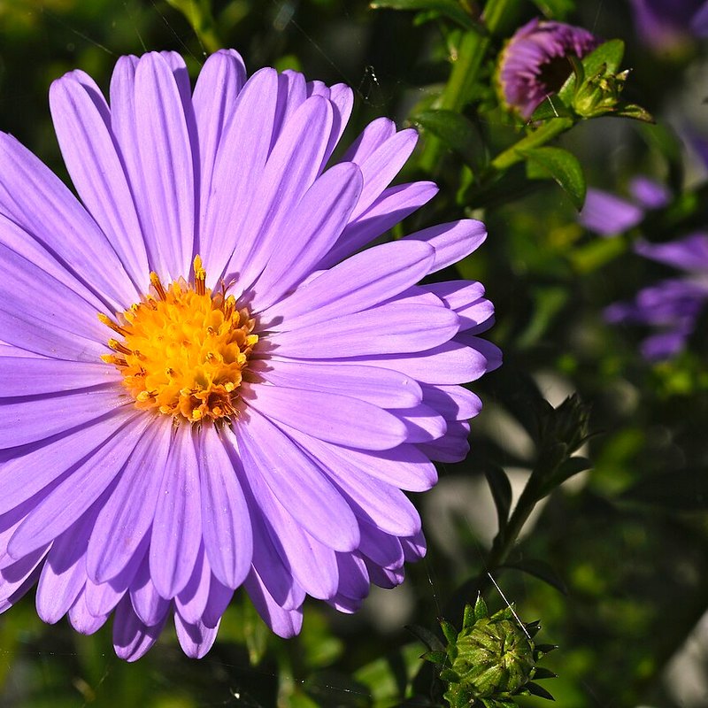 Michaelmas Daisy