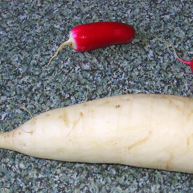 Mooli (Daikon)
