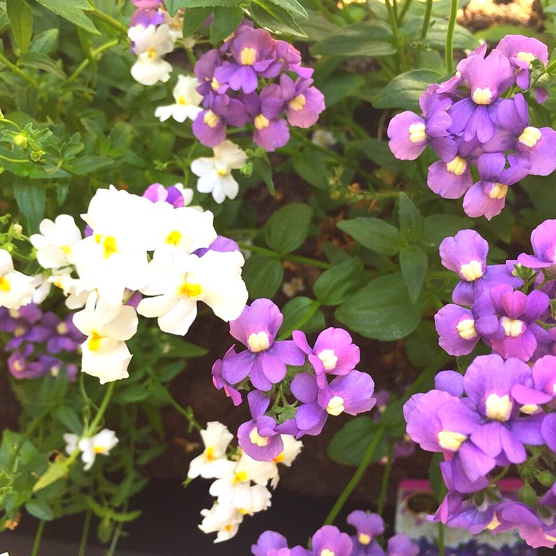Nemesia (Carnival Mixed)