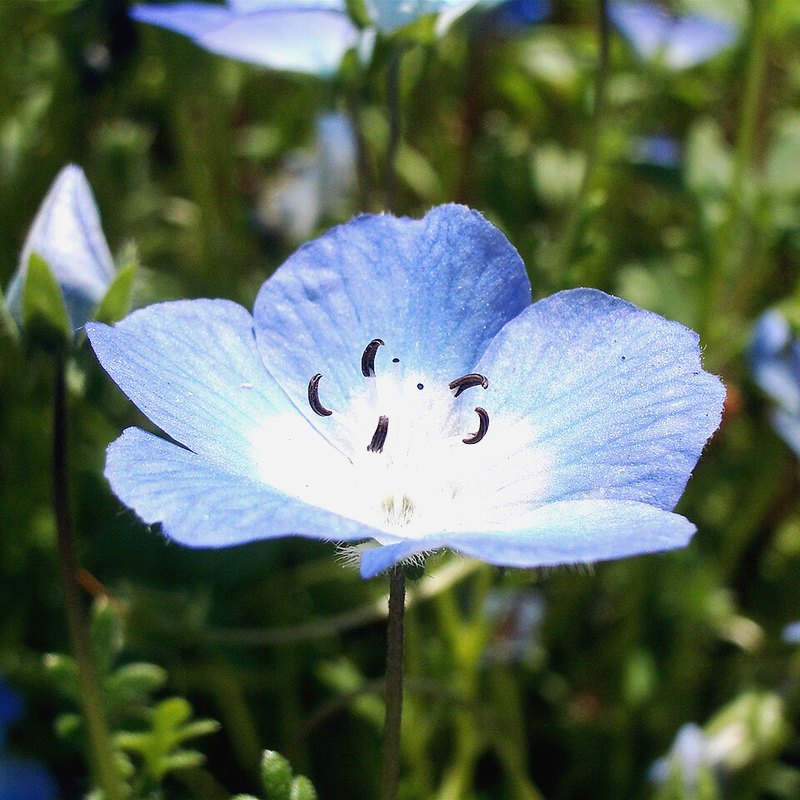 Nemophila (Baby Blue Eyes)
