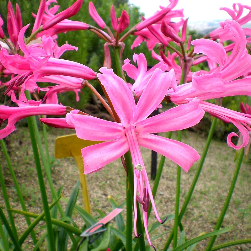 Nerine (Guernsey Lily)