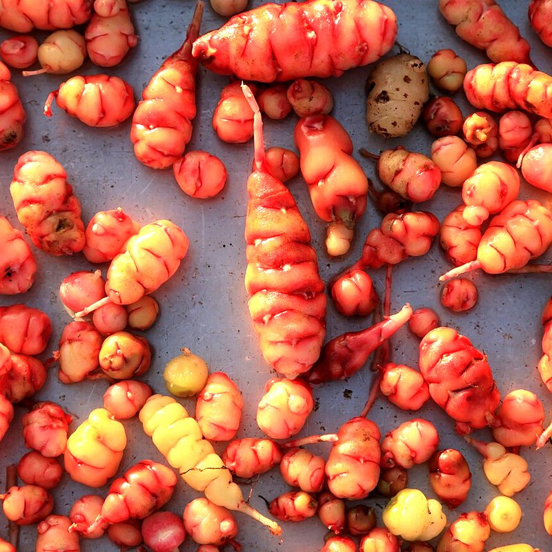 Oca