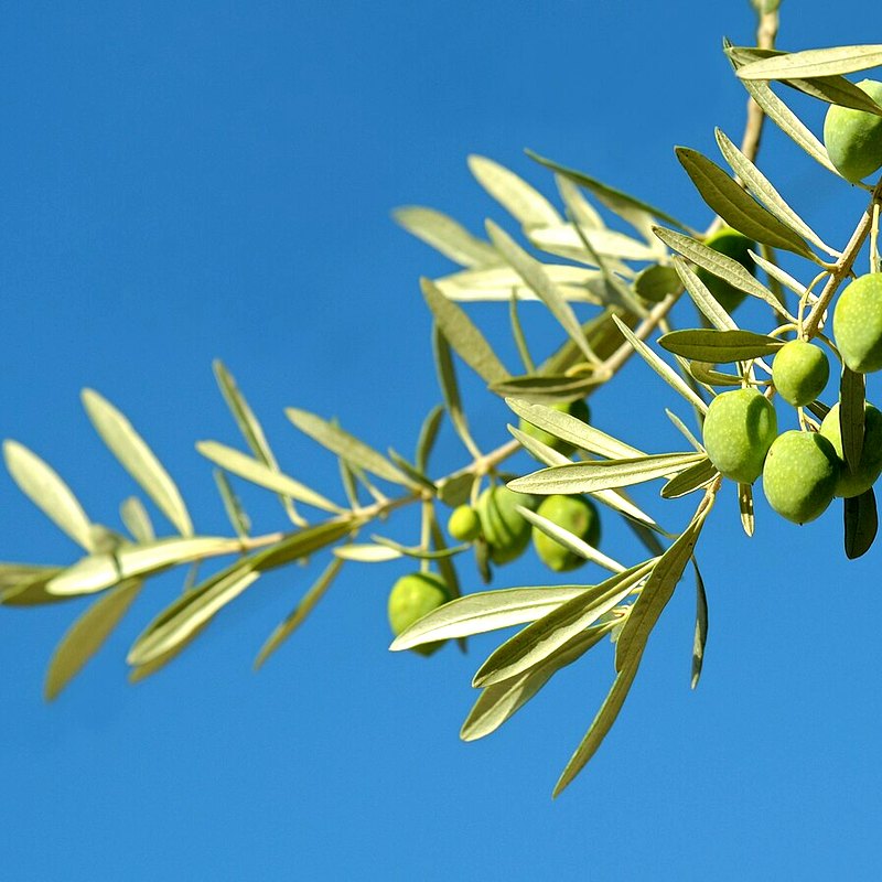 Olive