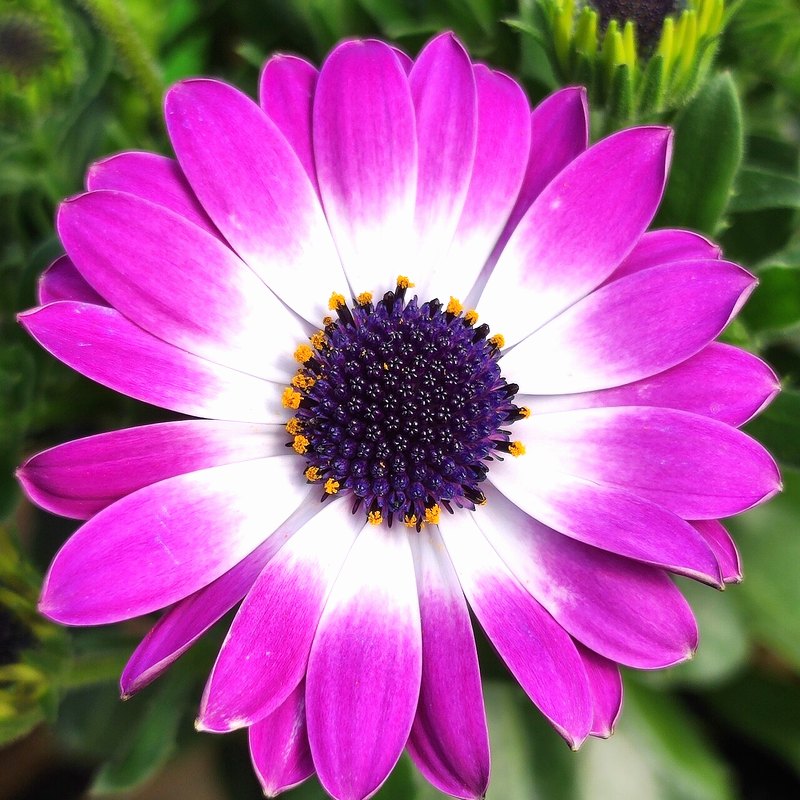 Osteospermum (African Daisy)