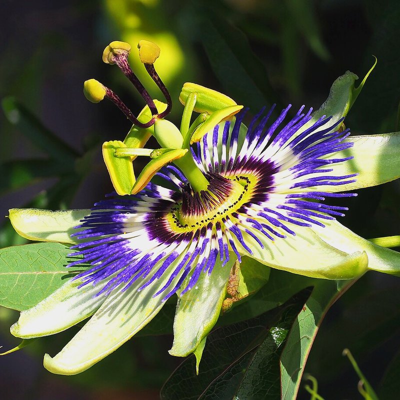 Passion Flower (Blue)