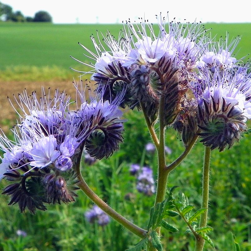 Phacelia (Green Manure)