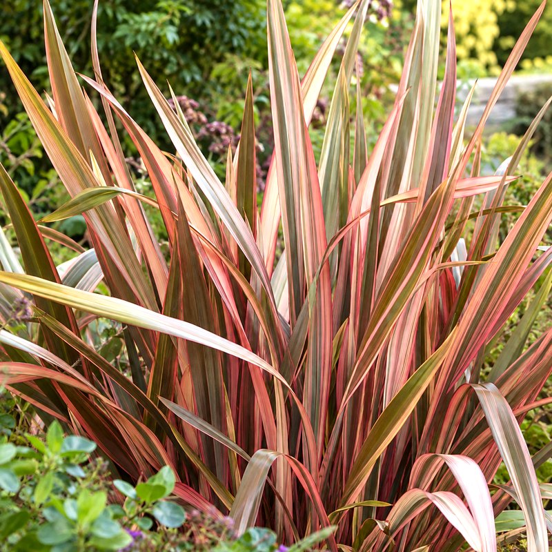 New Zealand Flax (Phormium)