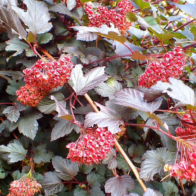Ninebark (Physocarpus)