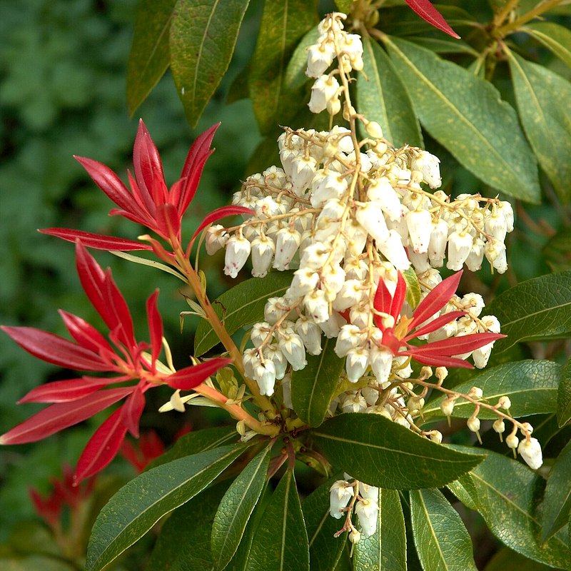 Pieris (Forest Flame)