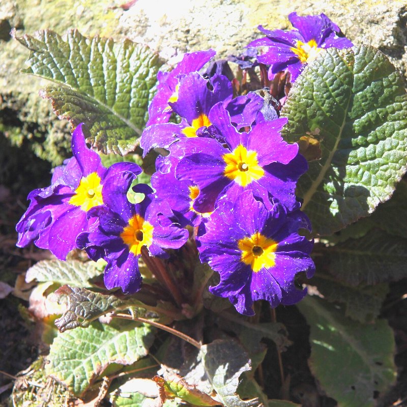 Polyanthus (Primula)