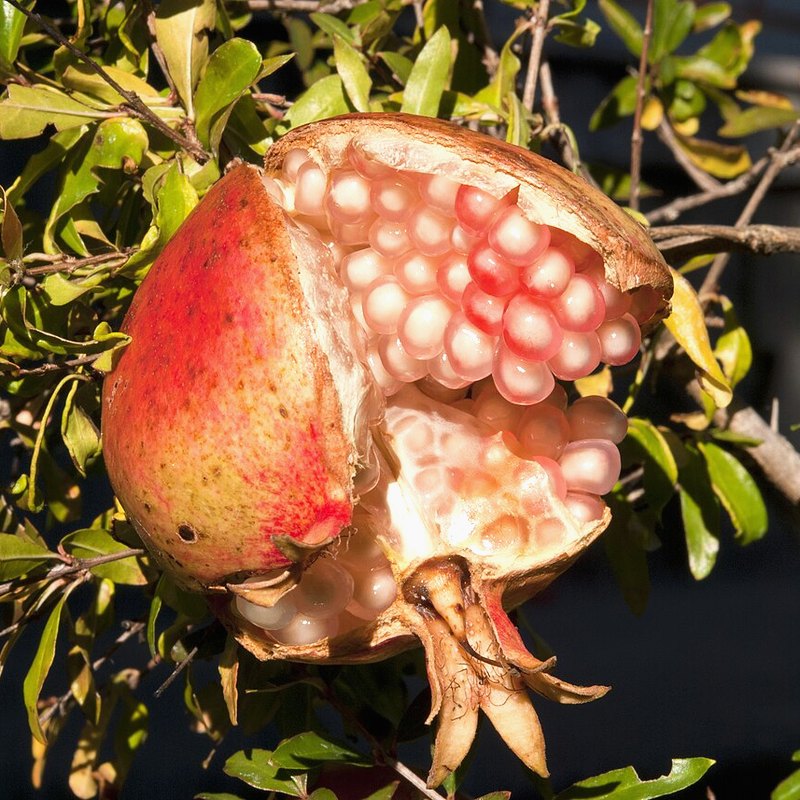 Pomegranate (Provence)