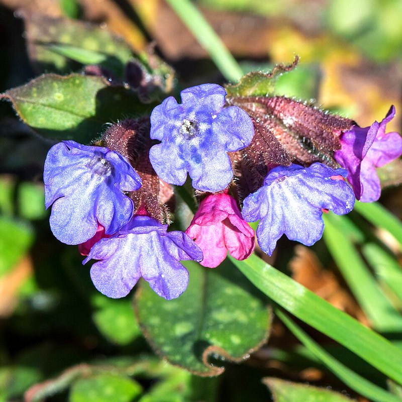 Lungwort (Pulmonaria)
