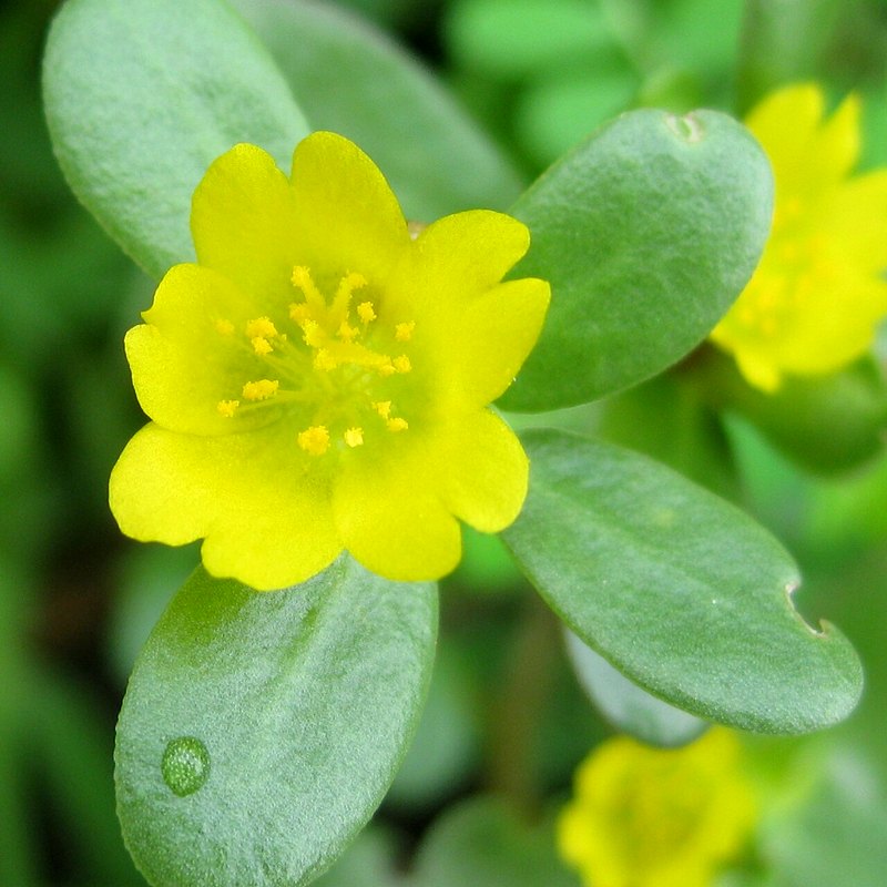 Purslane