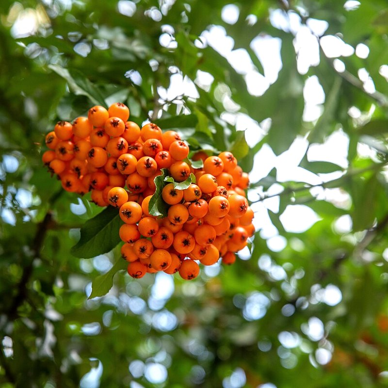 Firethorn (Pyracantha)