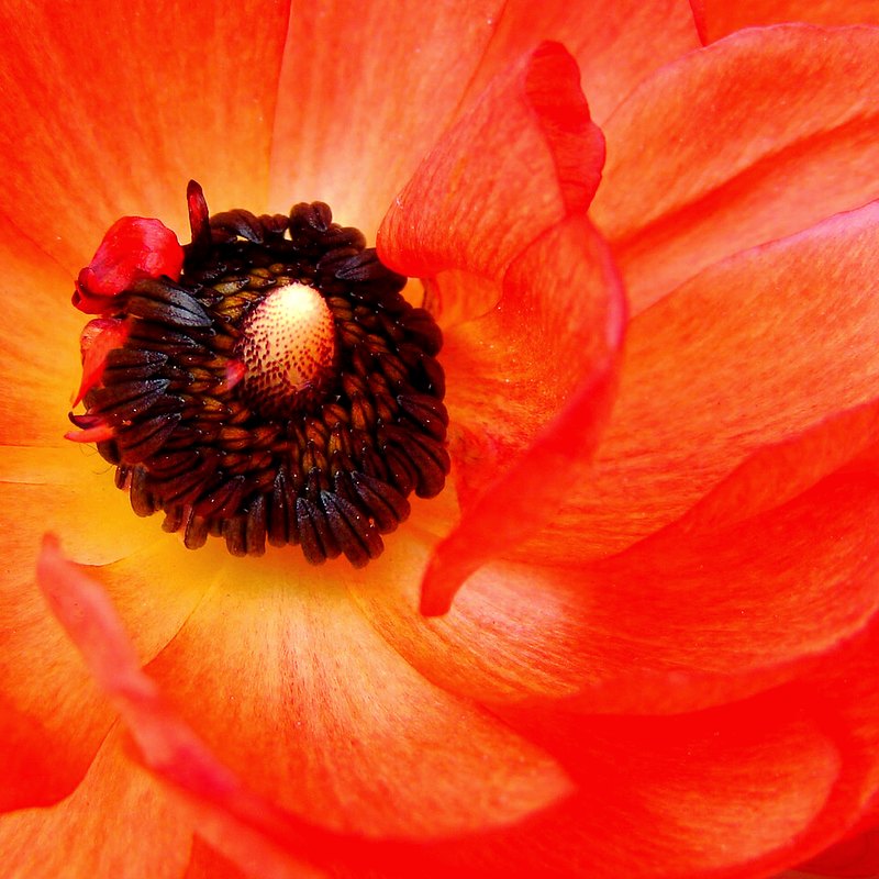 Ranunculus (Persian Buttercup)