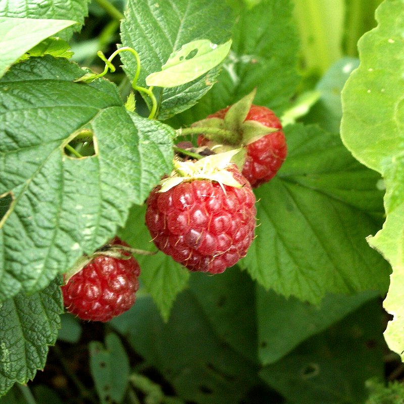 Raspberry (Glen Ample)
