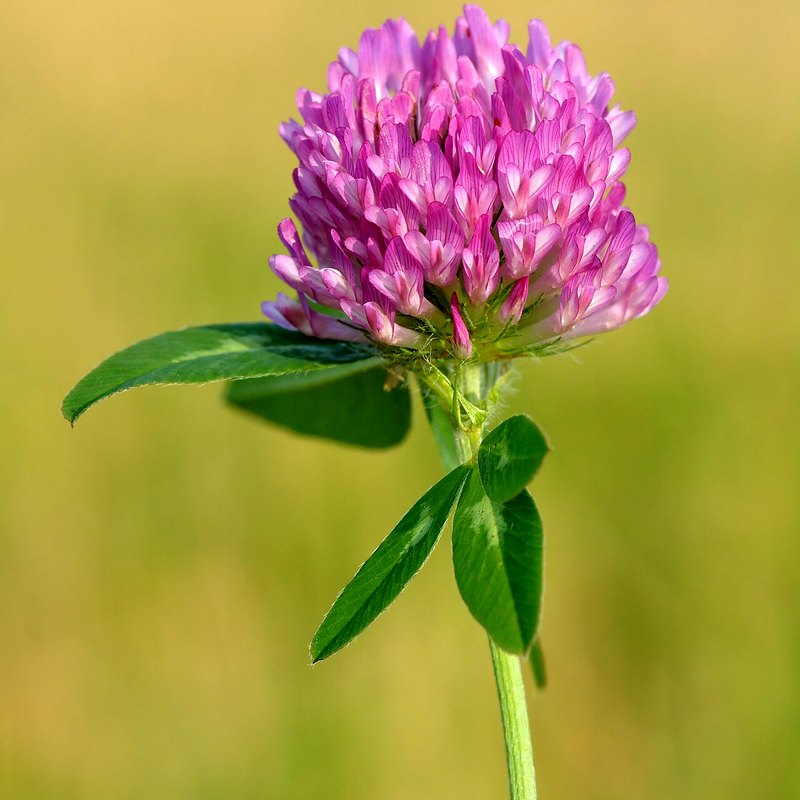 Red Clover (Green Manure)