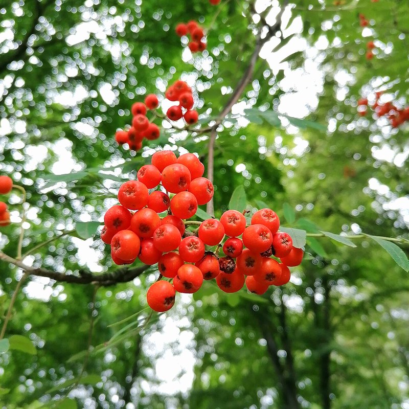 Rowan (Mountain Ash)