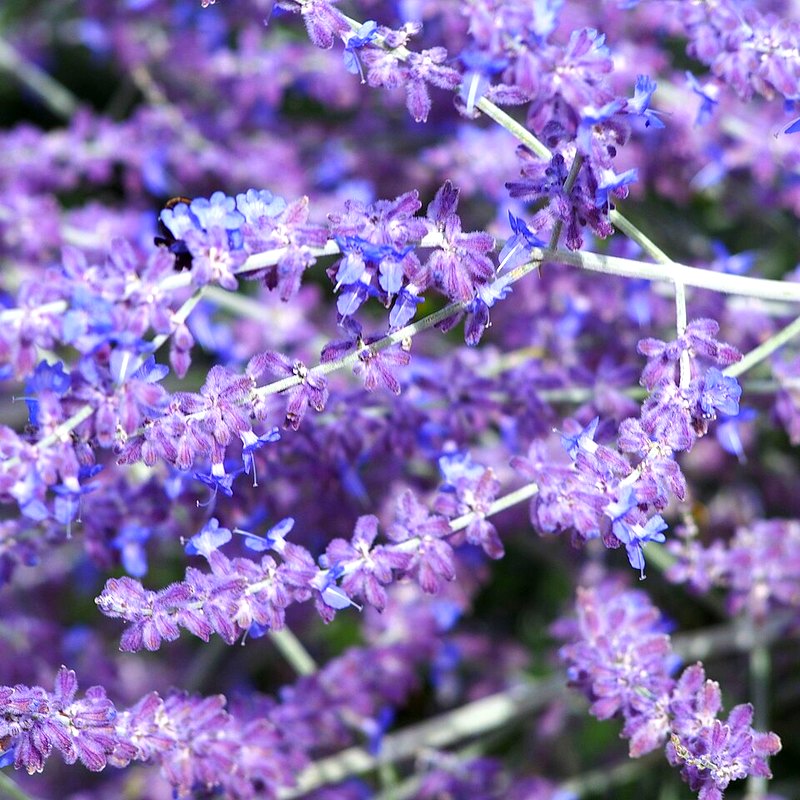 Russian Sage (Perovskia)