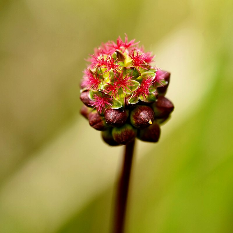 Salad Burnet