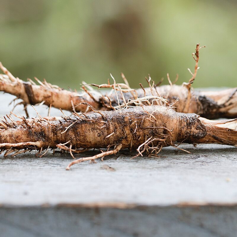 Salsify