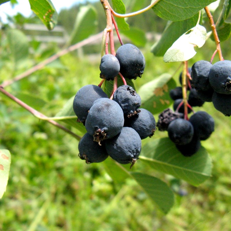 Saskatoon Berry