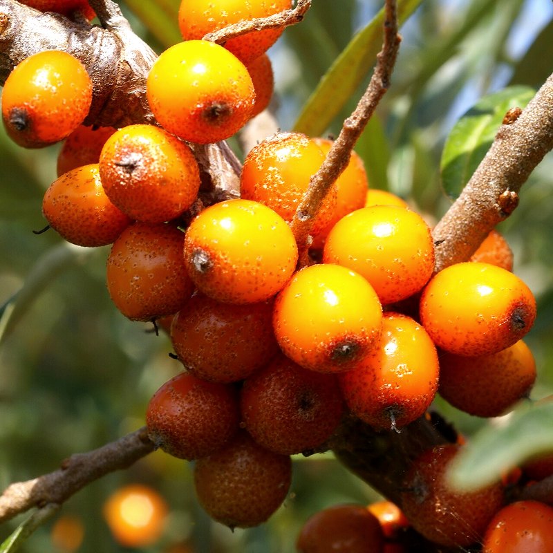 Sea Buckthorn
