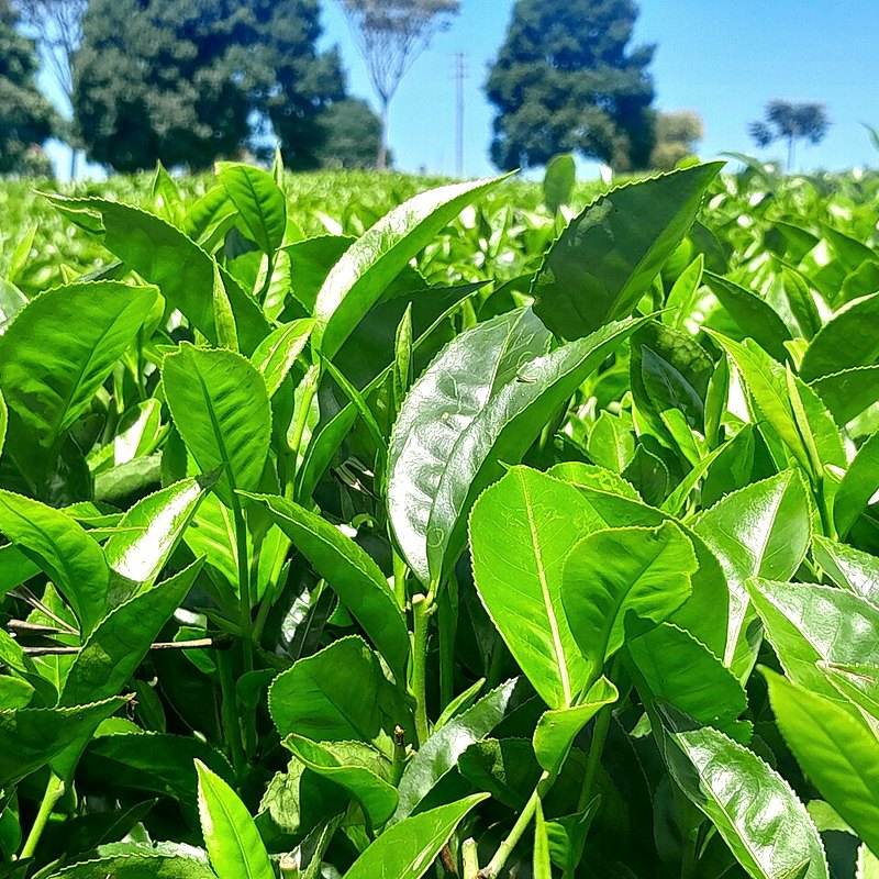 Tea Plant