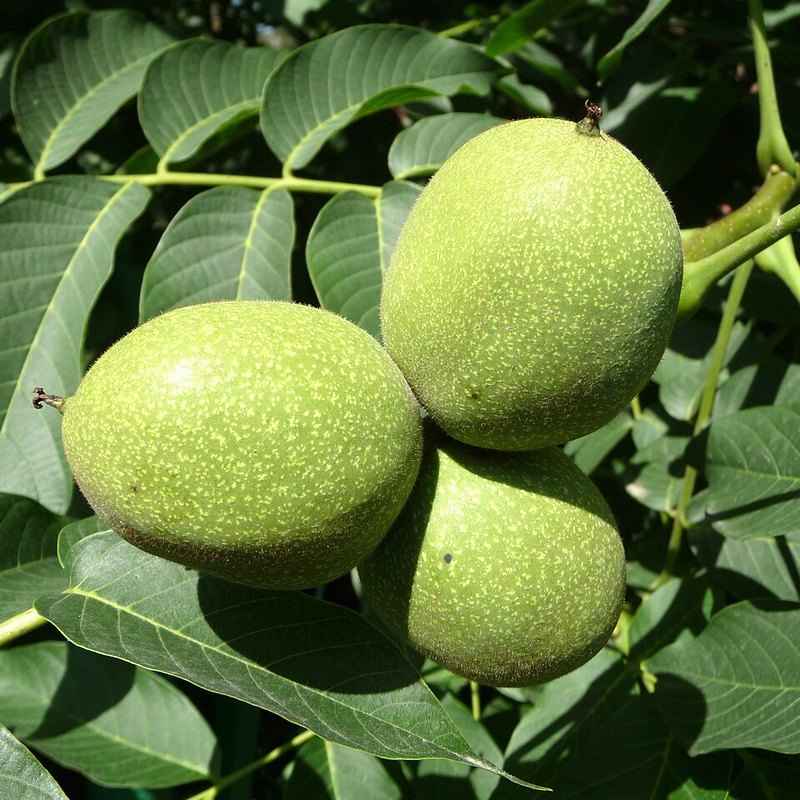 Walnut (Broadview)