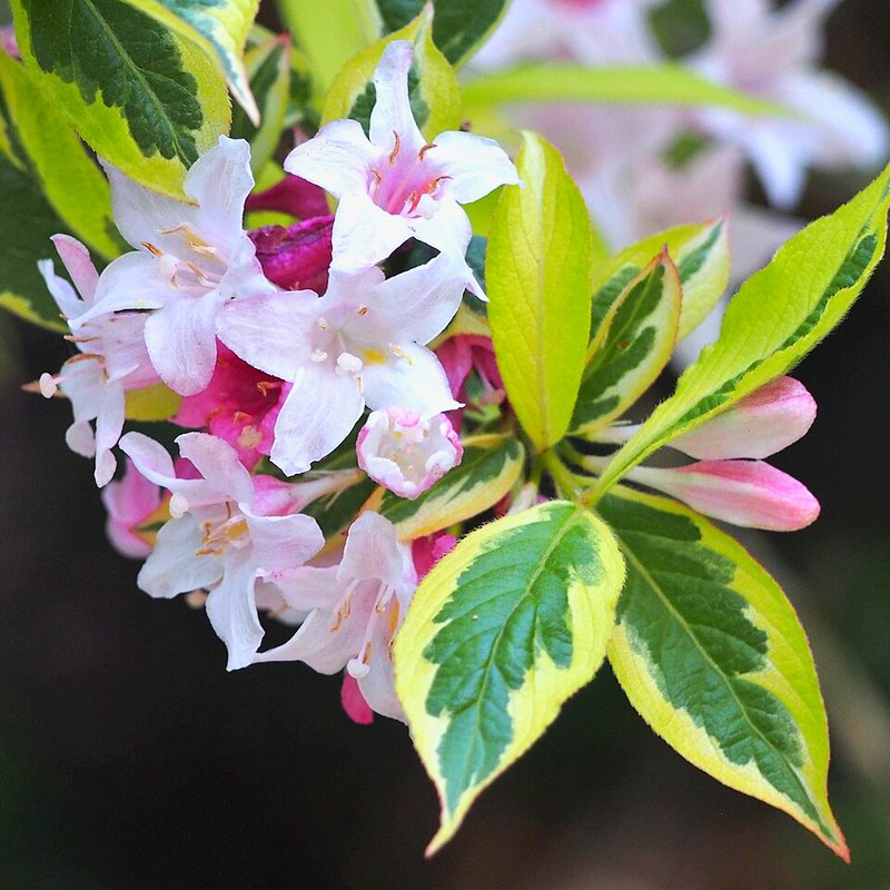 Weigela (Florida Variegata)