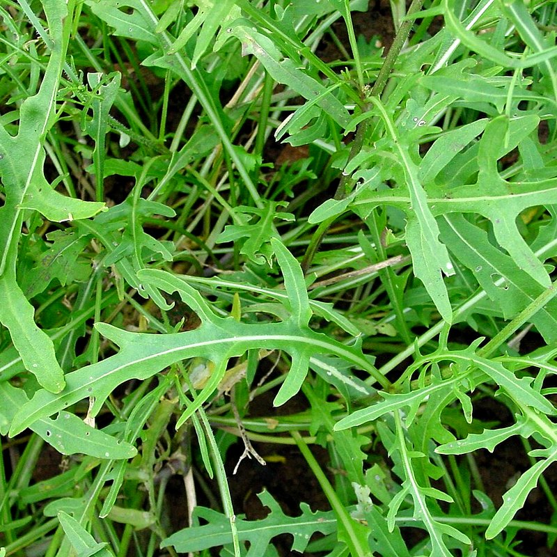 Wild Rocket