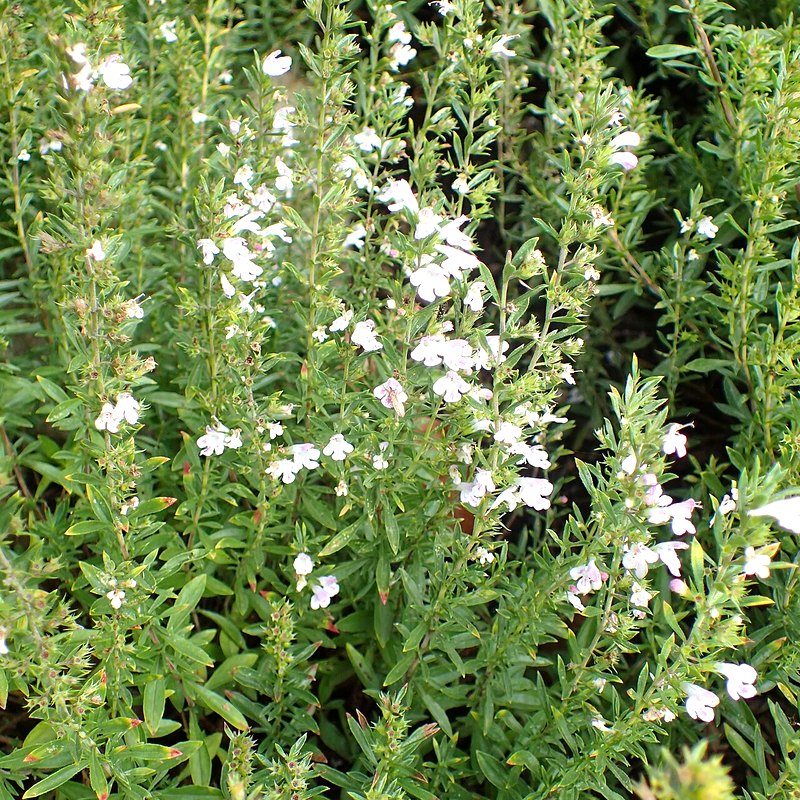 Winter Savory