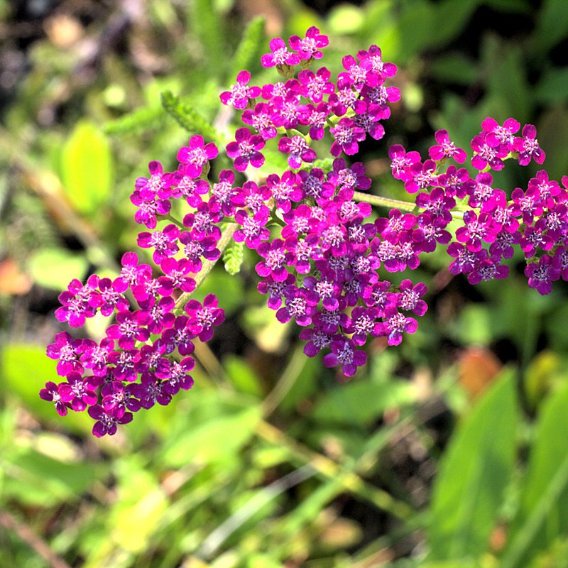 Yarrow