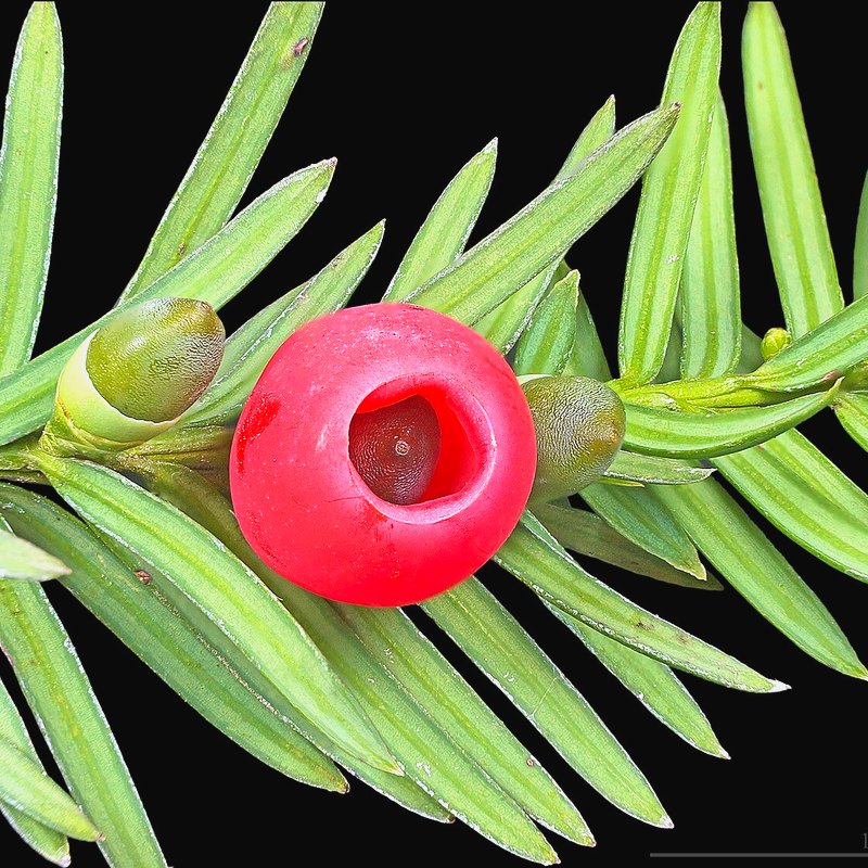 Yew (English)